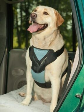 Bergan Blue & Black Pet Harness